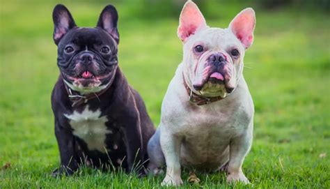  The French Bulldog is a true charmer