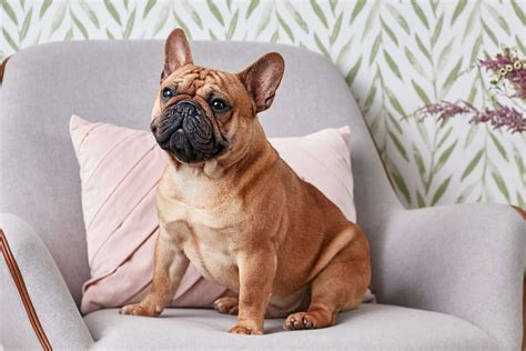  The French Bulldog is an easygoing companion breed