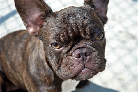  The French Bulldog is considered to be more intelligent, playful , and energetic than the English Bulldog