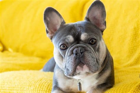  The French Bulldog is known to be comical, entertaining, and dependably amiable