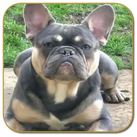  The French Bulldog is small but substantial in build with a powerful muscular body