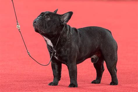  The French Bulldog was recognized by the American Kennel Club in and is a member of the non-sporting group
