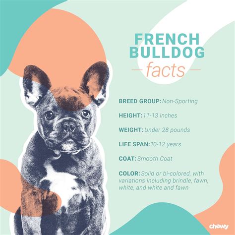  The French bulldog can wait any were literally from 15 to 40 pounds but the breed average is from 22 to 28 pounds and standing about 1 foot tall