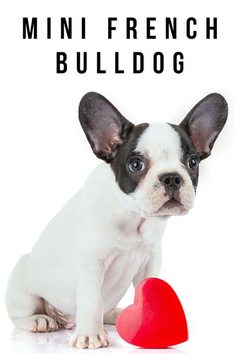  The French bulldog is a considered a smaller dog breed