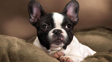 The French bulldog is a dog breed that is extremely difficult to give birth to due to its brachycephalic structure