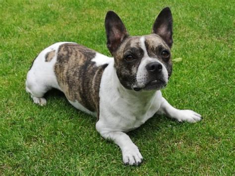  The Frenchie Chihuahua hybrid dog appearance We are not able to fully predict the appearance of the French Bullhuahua and every breeding will be different