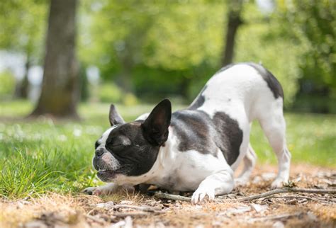  The Frenchie gets along well with strangers and is great with other animals and kids
