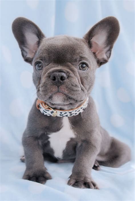  The Frenchie is classed as a small-sized breed overall, and a French Bulldog for sale Montana is a good option for anyone looking for a portable dog for car journeys
