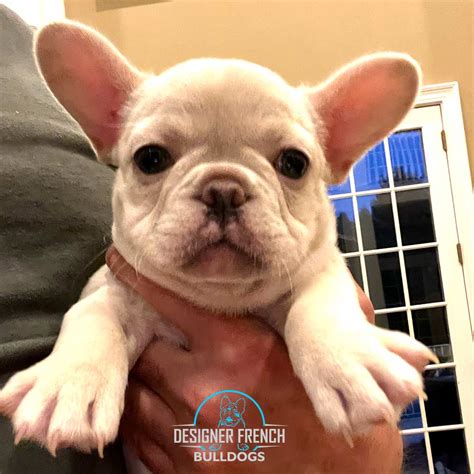  The Frenchie puppy for sale that is platinum is still described as whatever …