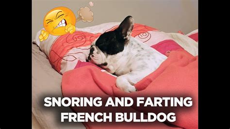  The Frenchie snorts and snores, but somehow it
