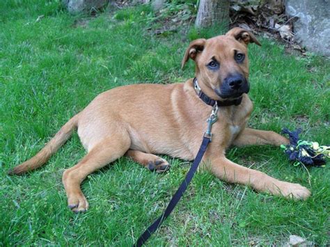  The German Shepherd Bulldog Mix can be trained easily to enjoy running, hiking, and playing with other dogs