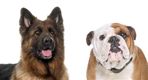  The German Shepherd and Bulldog were two breeds that were combined to create the GSB, which has been considered an ideal family pet for many years