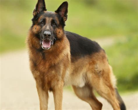  The German Shepherd breed is loved for its loyal, self-assured, and intelligent nature