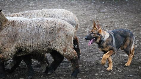  The German Shepherd breed was originally created for the purpose of herding sheep