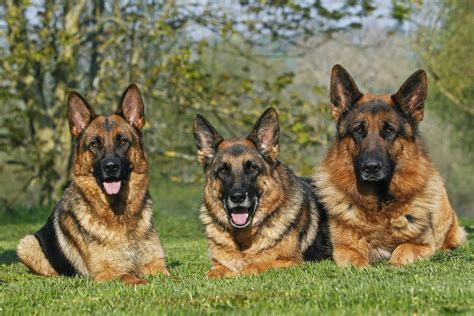  The German Shepherd dog is a pack animal