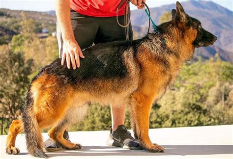 The German Shepherd is a moderately adaptable working dog that was bred to guard, work, and herd