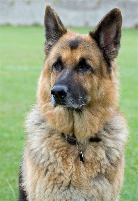  The German Shepherd officially named as the German Shepherd Dog is a medium to large-sized working dog
