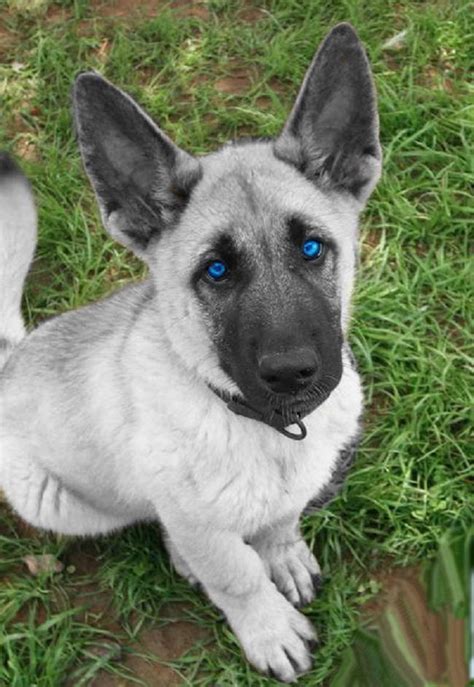  The German Shepherd puppies eyes will appear to be blue in color at first even though they can