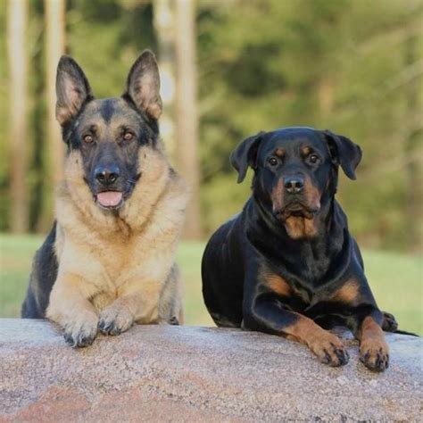  The German shepherd and the rottweiler are popular breeds, each hailing from Germany individually, and both are known for their higher intelligence and effectiveness as working dogs