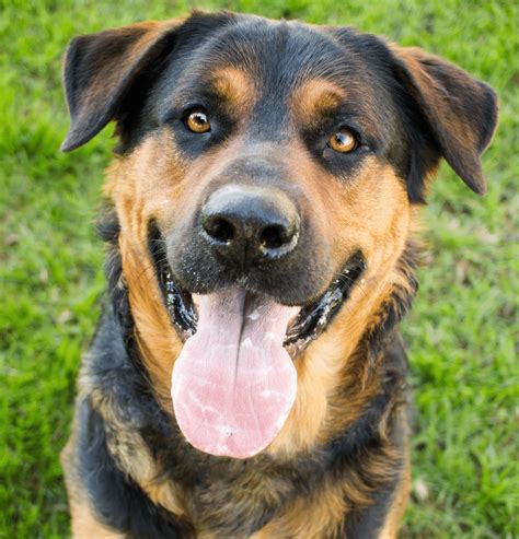  The German shepherd rottweiler mix can be good with other animals as long as they are introduced slowly and your dog has been properly trained and socialized