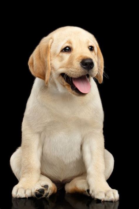  The Golden Labrador is a moderately adaptable dog breed