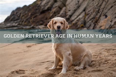  The Golden Retriever is a generally healthy breed with an average lifespan of years