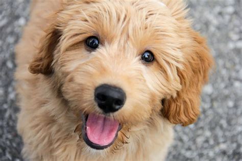  The Goldendoodle is pretty easy to keep happy