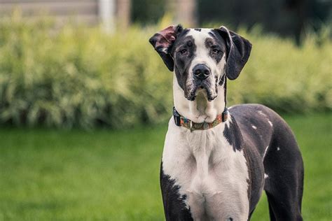  The Great Dane is a searchable breed