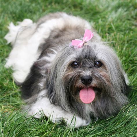  The Havanese are Cuban cuties that were originally bred for Cuban aristocracy during the s