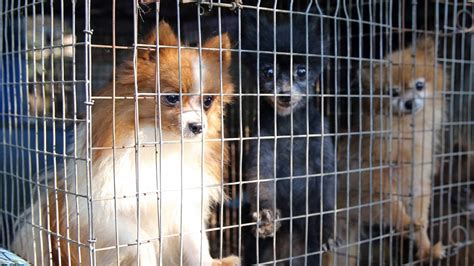  The Humane Society of the United States has published a report on a sampling of known puppy mills annually since 