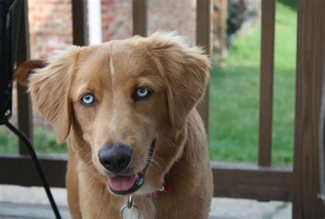  The Husky Golden Retriever Mix dogs may be prone to joint dysplasia, heart problems, and eye disorders