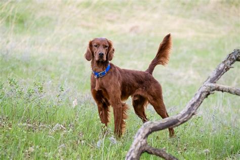  The Irish Setter was bred to go out and make the hunt happen