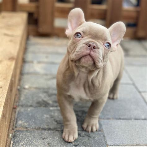  The Isabella Frenchie is the only lilac that is testable for the chocolate gene therefore some French Bulldog breeders consider the Isabella to be the true lilac