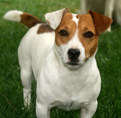  The Jack Russell terrier is a famous ratter dog with a tenacious temperament, which may pop out in this mix