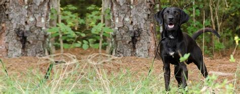  The Labradanes love to go for walks, but you can also try other outdoor activities