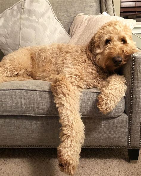  The Labradoodle is a gorgeous cross between a Labrador Retriever and a Poodle, and the Goldendoodle is an adorable mix between a Golden Retriever and a Poodle