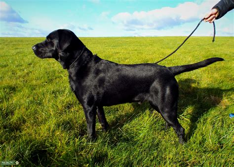  The Labrador Retriever is a famously friendly athletic dog