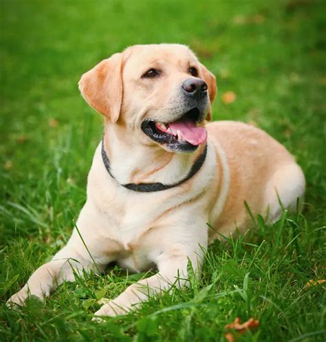  The Labrador Retriever is a highly popular and beloved dog breed known for its friendly and gentle temperament