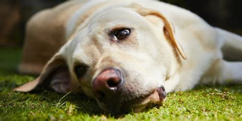  The Labrador Retriever mirrors this, but it also includes a potentially life-threatening condition called bloat as well as something known as exercise-induced collapse