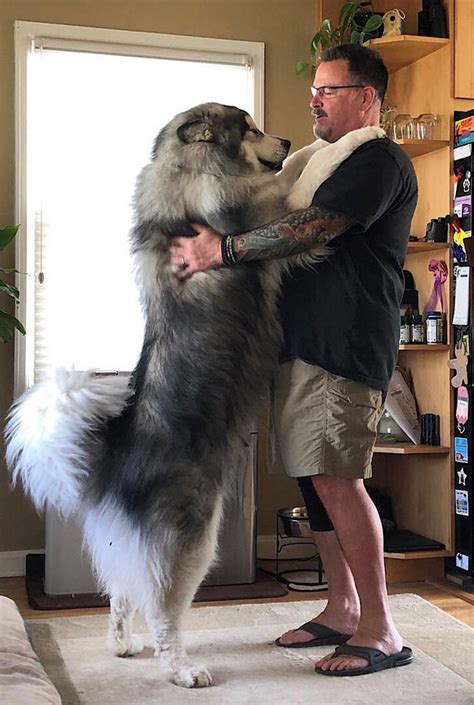  The Malamute is the weightlifter — big and strong