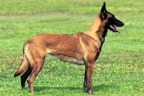  The Malinois takes its name from the Maline region of Belgium, where shepherds preferred their coat type