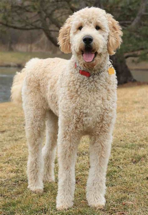  The Medium Goldendoodle is often a good compromise for the active owner who wants a companion to accompany them on jogs and other adventures but is overall a smaller person and concerned about not being able to manage or pick up a standard sized Goldendoodle