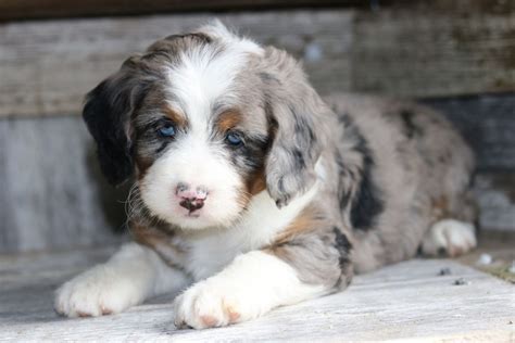  The Merle color and pattern can only be seen on the black base color of a Bernedoodle and not on any white or tan markings