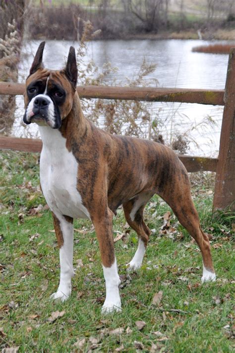  The Michigan Boxer Club has approved member breeders who put health above all else when breeding their dogs