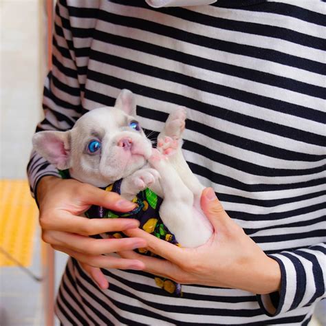  The Micro Frenchie is truly a joyful and friendly companion to all
