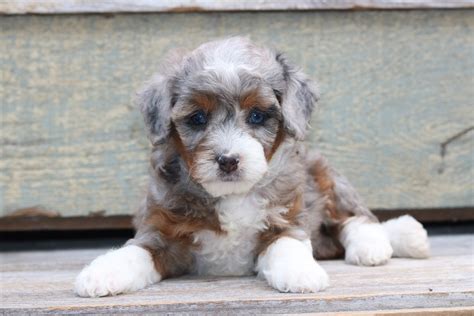  The Micro mini bernedoodle is the only cross that HC Bernedoodles recommends breeding in an F1B cross, due to being the only way possible to consistently breed for this extra small size