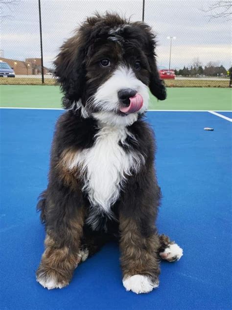  The Mini Bernedoodle is larger and more robust than the Mini Sheepadoodle