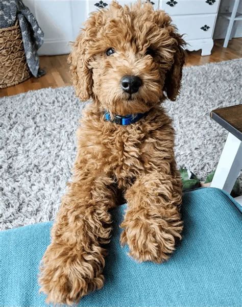  The Mini Goldendoodles is a highly intelligent dog that picks up on things quickly and is eager to please