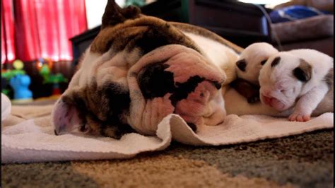  The Mommas of English Bulldog puppies will often lay on