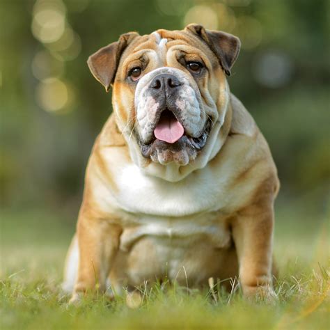  The Mountain Bulldog is docile and happy, patient around kids and other animals